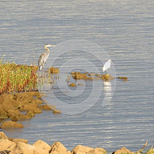 Feathered Fishing Buddies