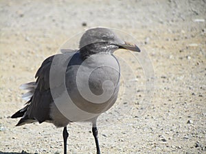 Feathered Friend