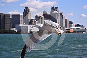 Feathered Friend Glides Over the Detroit River