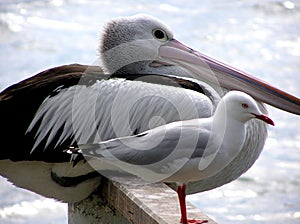 Feathered Friends