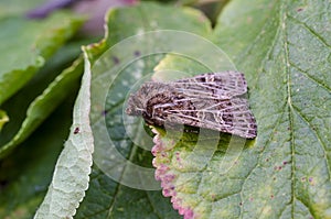 Feathered Gothic on leaves in meadow