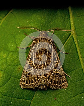 The Feathered Gothic, Tholera decimalis