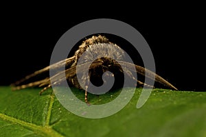 The Feathered Gothic, Tholera decimalis