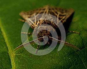 The Feathered Gothic, Tholera decimalis