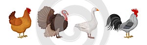 Feathered Hen, Goose and Turkey as Farm Bird Vector Illustration Set