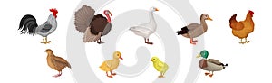 Feathered Hen, Goose and Turkey as Farm Bird Vector Illustration Set