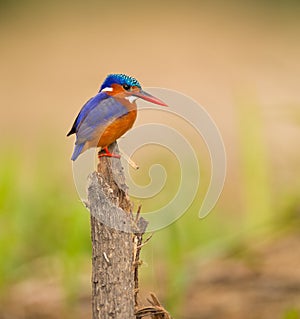 A feathered jewel: Malachite Kingfisher