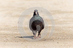 Feathered legged pigeon on walking on the ground