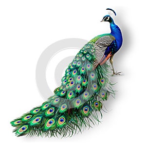 A feathered peacock with intricate patterns and majestic presence, evoking a sense of awe and admiration.