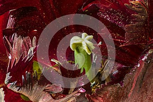 Feathered Tulip Flower