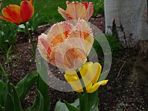 Feathered Tulip