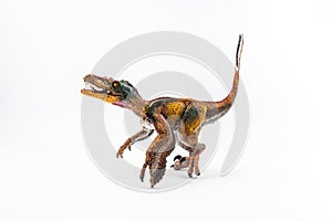Feathered Velociraptor  , Dinosaur on white background photo