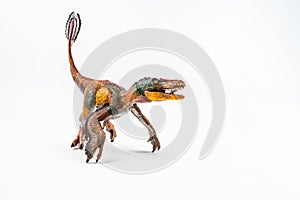 Feathered Velociraptor  , Dinosaur on white background