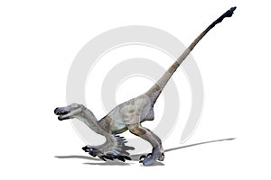 Feathered Velociraptor on white background ready to attack