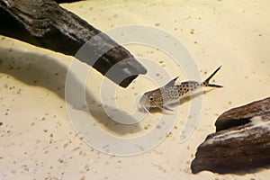 Featherfin squeaker also called as `Synodontis eupterus` is swimming underwater photo