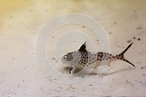 Featherfin squeaker also called as `Synodontis eupterus` is swimming underwater photo