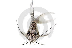 Featherfin squeaker catfish Synodontis Epterus Aquarium fish isolated on white