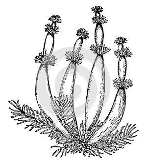 Featherfoil, Hottonia, Inflata, Diapensia, Diapensiaceae vintage illustration photo