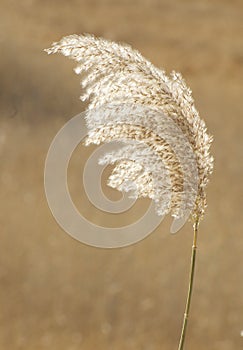 Feathergrass photo