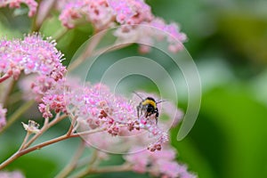 Featherleaf Rodgersia pinnata Superba pink flowers and bumblebee