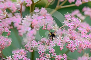 Featherleaf Rodgersia pinnata Superba, pink flowers and a bumblebee sucking nectar