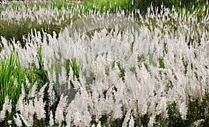 Featherlike white flowers of grass