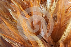 Feathers photo