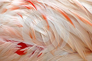 Feathers