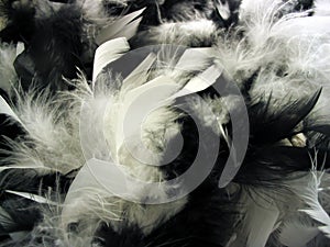 Feathers