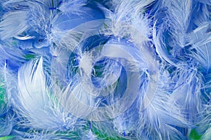 Feathers