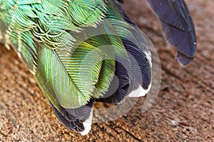 Feathers