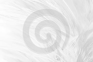 Feathers abstract texture background Soft focus Color Trends