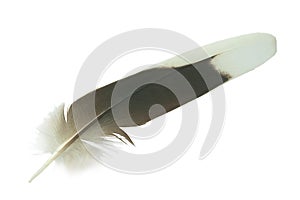 Feathers abstract texture background Soft focus Color Trends