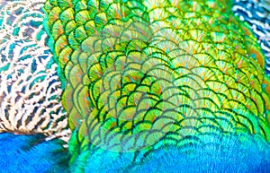 Feathers of an Adult Male Peacock