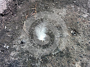 Feathers in the air with a ant photo