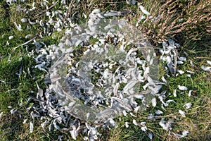 Feathers of an attacked bird