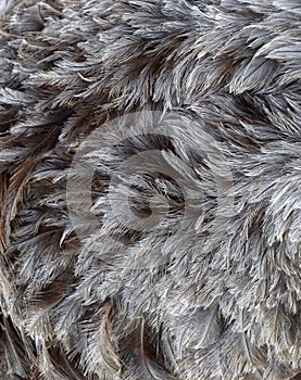 Feathers background with different shades of gray and brown