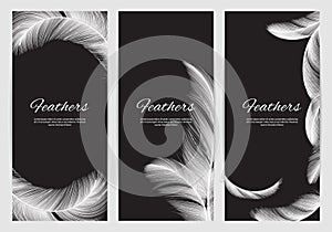 Feathers banners template. Realistic white swan falling feathers vector background