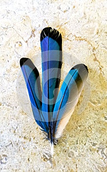 Feathers of beautiful blue cenote bird Mot Mot MotMot Mexico