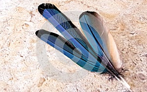 Feathers of beautiful blue cenote bird Mot Mot MotMot Mexico