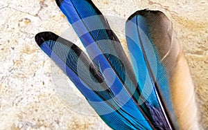 Feathers of beautiful blue cenote bird Mot Mot MotMot Mexico