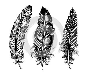 Feathers of birds sketch hand drawn Vector illustration