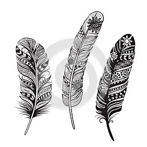 Feathers of birds. Vector illustration