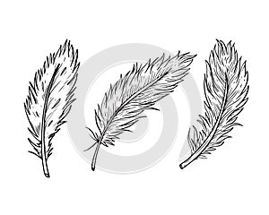 Feathers black color set hand drawn vector.