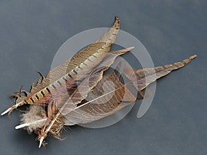 Feathers on a Black Matte Surface