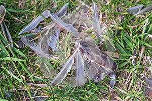 Feathers of a blackbird killed by a cat photo