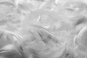 Feathers bw background