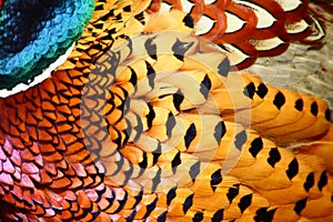 Feathers of Common Pheasant