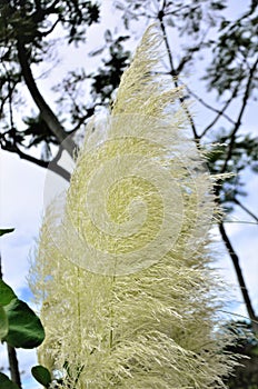 Feathers of Cortaderia sellowiana in the field