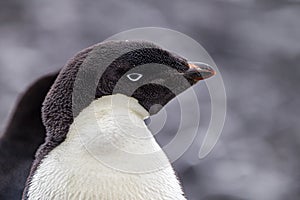 This feathers cover the adelie penguin for warmth